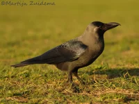 Huiskraai [Corvus splendens]